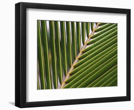 Palm, Fiji-David Wall-Framed Photographic Print