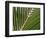 Palm, Fiji-David Wall-Framed Photographic Print