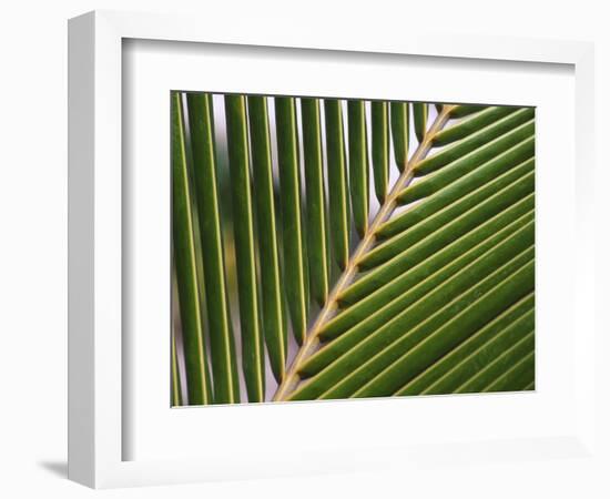 Palm, Fiji-David Wall-Framed Photographic Print