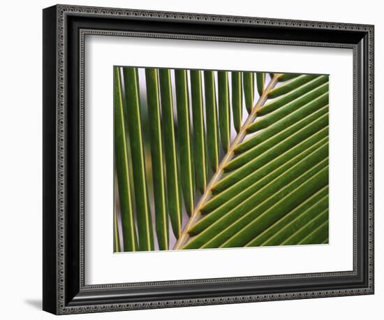 Palm, Fiji-David Wall-Framed Photographic Print