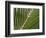 Palm, Fiji-David Wall-Framed Photographic Print