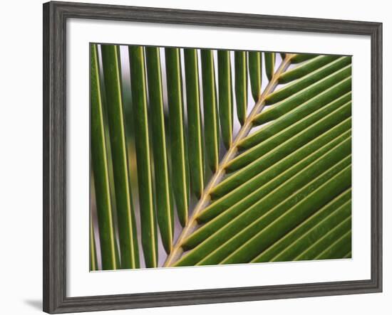 Palm, Fiji-David Wall-Framed Photographic Print