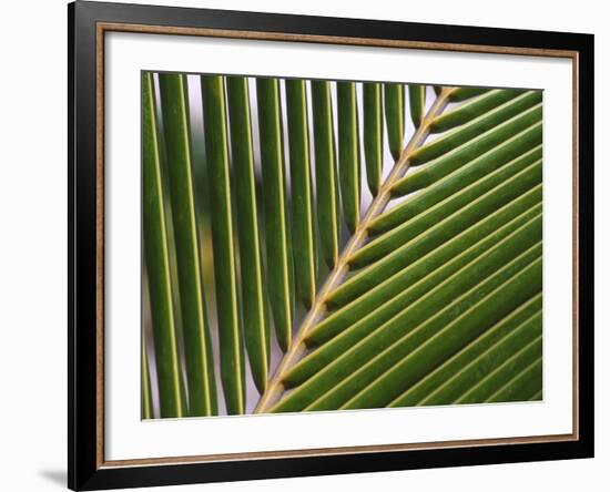 Palm, Fiji-David Wall-Framed Photographic Print