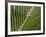 Palm, Fiji-David Wall-Framed Photographic Print