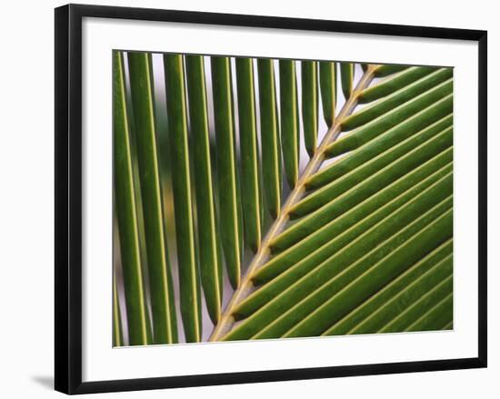 Palm, Fiji-David Wall-Framed Photographic Print