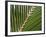 Palm, Fiji-David Wall-Framed Photographic Print