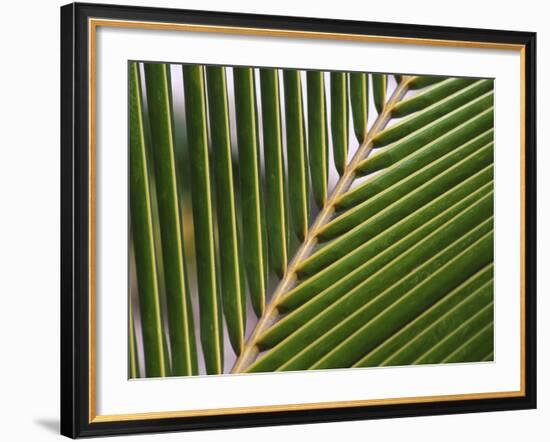 Palm, Fiji-David Wall-Framed Photographic Print