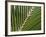 Palm, Fiji-David Wall-Framed Photographic Print