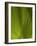 Palm Frond, Nadi, Viti Levu, Fiji, South Pacific-David Wall-Framed Photographic Print