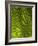 Palm Frond, Nadi, Viti Levu, Fiji, South Pacific-David Wall-Framed Photographic Print