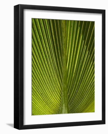 Palm Frond, Nadi, Viti Levu, Fiji, South Pacific-David Wall-Framed Photographic Print