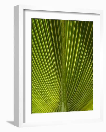 Palm Frond, Nadi, Viti Levu, Fiji, South Pacific-David Wall-Framed Photographic Print
