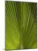 Palm Frond, Nadi, Viti Levu, Fiji, South Pacific-David Wall-Mounted Photographic Print