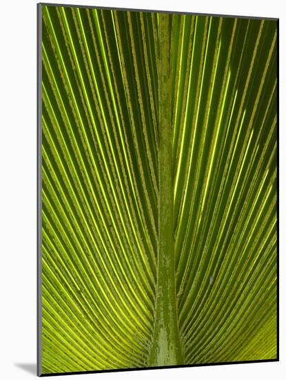 Palm Frond, Nadi, Viti Levu, Fiji, South Pacific-David Wall-Mounted Photographic Print