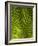 Palm Frond, Nadi, Viti Levu, Fiji, South Pacific-David Wall-Framed Photographic Print