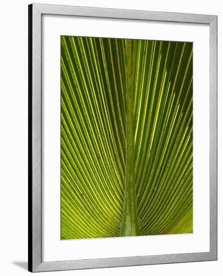 Palm Frond, Nadi, Viti Levu, Fiji, South Pacific-David Wall-Framed Photographic Print