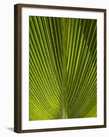 Palm Frond, Nadi, Viti Levu, Fiji, South Pacific-David Wall-Framed Photographic Print