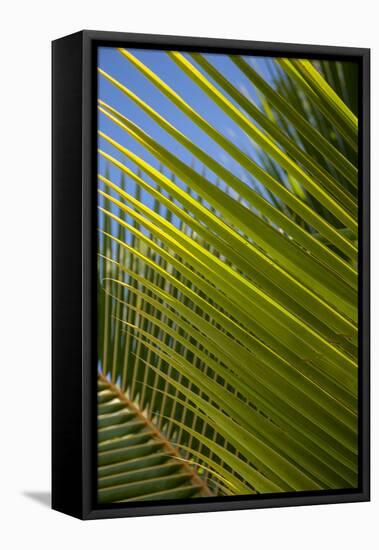 Palm Frond Natural Pattern, Bavaro, Higuey, Punta Cana, Dominican Republic-Lisa S. Engelbrecht-Framed Premier Image Canvas