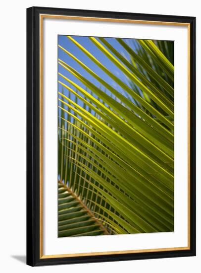 Palm Frond Natural Pattern, Bavaro, Higuey, Punta Cana, Dominican Republic-Lisa S. Engelbrecht-Framed Photographic Print