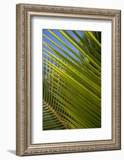 Palm Frond Natural Pattern, Bavaro, Higuey, Punta Cana, Dominican Republic-Lisa S. Engelbrecht-Framed Photographic Print