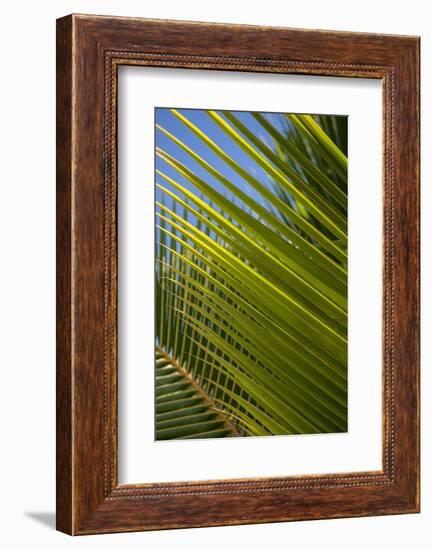 Palm Frond Natural Pattern, Bavaro, Higuey, Punta Cana, Dominican Republic-Lisa S. Engelbrecht-Framed Photographic Print