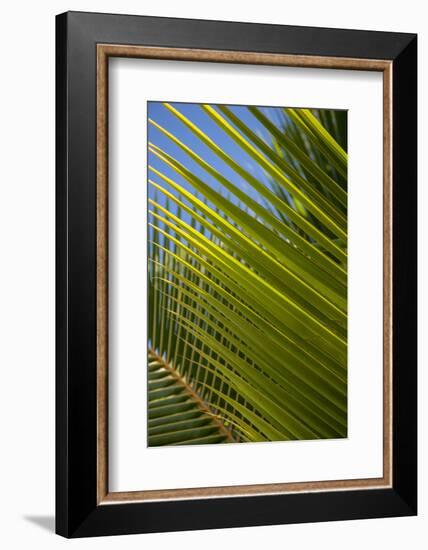 Palm Frond Natural Pattern, Bavaro, Higuey, Punta Cana, Dominican Republic-Lisa S. Engelbrecht-Framed Photographic Print