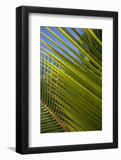 Palm Frond Natural Pattern, Bavaro, Higuey, Punta Cana, Dominican Republic-Lisa S. Engelbrecht-Framed Photographic Print