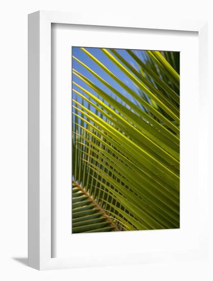 Palm Frond Natural Pattern, Bavaro, Higuey, Punta Cana, Dominican Republic-Lisa S. Engelbrecht-Framed Photographic Print