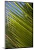 Palm Frond Natural Pattern, Bavaro, Higuey, Punta Cana, Dominican Republic-Lisa S. Engelbrecht-Mounted Photographic Print