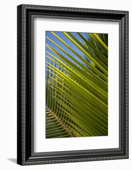 Palm Frond Natural Pattern, Bavaro, Higuey, Punta Cana, Dominican Republic-Lisa S. Engelbrecht-Framed Photographic Print