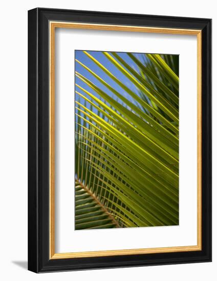 Palm Frond Natural Pattern, Bavaro, Higuey, Punta Cana, Dominican Republic-Lisa S. Engelbrecht-Framed Photographic Print