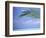 Palm Frond Over Tropical Water-Michele Westmorland-Framed Photographic Print