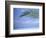 Palm Frond Over Tropical Water-Michele Westmorland-Framed Photographic Print