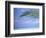 Palm Frond Over Tropical Water-Michele Westmorland-Framed Photographic Print