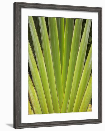 Palm Frond Pattern, Coral Coast, Viti Levu, Fiji, South Pacific-David Wall-Framed Photographic Print