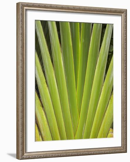 Palm Frond Pattern, Coral Coast, Viti Levu, Fiji, South Pacific-David Wall-Framed Photographic Print