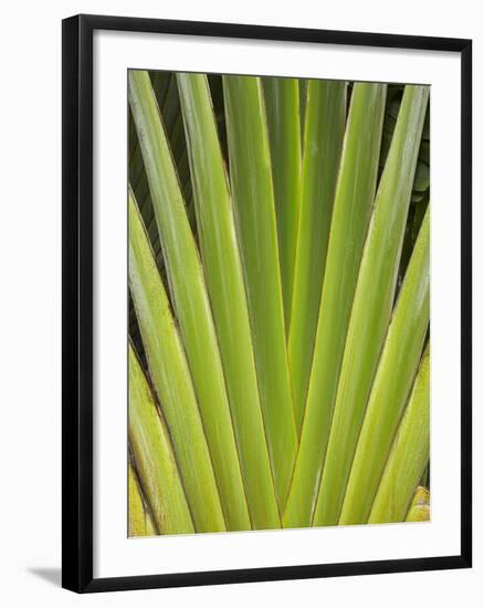 Palm Frond Pattern, Coral Coast, Viti Levu, Fiji, South Pacific-David Wall-Framed Photographic Print