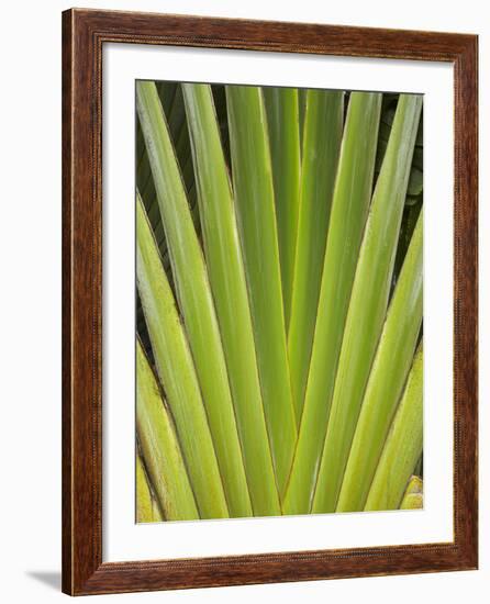 Palm Frond Pattern, Coral Coast, Viti Levu, Fiji, South Pacific-David Wall-Framed Photographic Print