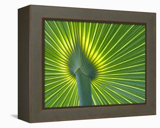 Palm Frond-Gary W. Carter-Framed Premier Image Canvas