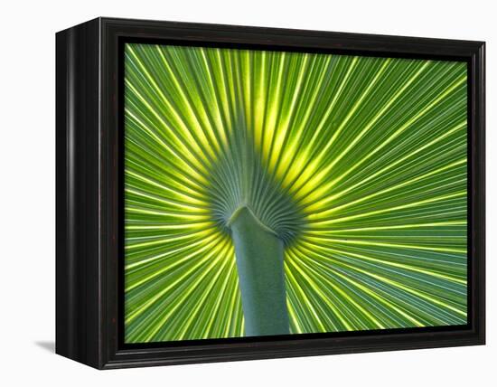 Palm Frond-Gary W. Carter-Framed Premier Image Canvas