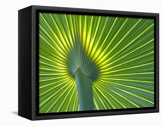 Palm Frond-Gary W. Carter-Framed Premier Image Canvas