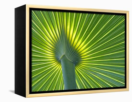 Palm Frond-Gary W. Carter-Framed Premier Image Canvas