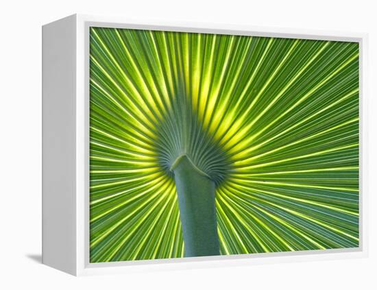 Palm Frond-Gary W. Carter-Framed Premier Image Canvas