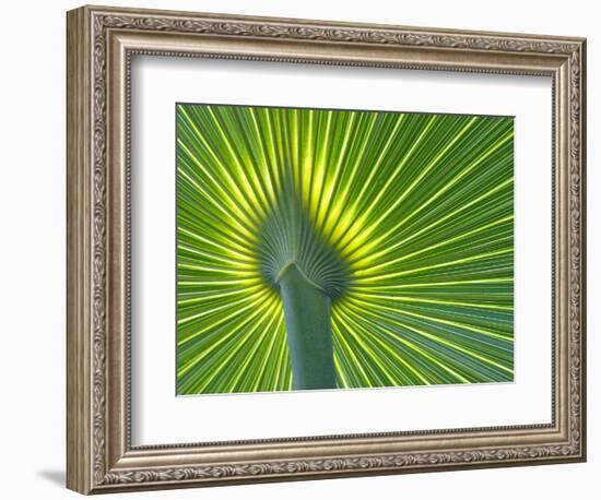 Palm Frond-Gary W. Carter-Framed Photographic Print