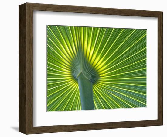 Palm Frond-Gary W. Carter-Framed Photographic Print