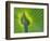 Palm Frond-Gary W. Carter-Framed Photographic Print