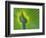 Palm Frond-Gary W. Carter-Framed Photographic Print