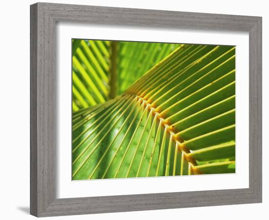 Palm Frond-Karen Ussery-Framed Giclee Print