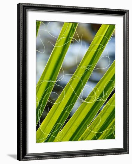 Palm Fronds, Andreas Canyon, Palm Springs, California, United States of America, North America-Michael DeFreitas-Framed Photographic Print