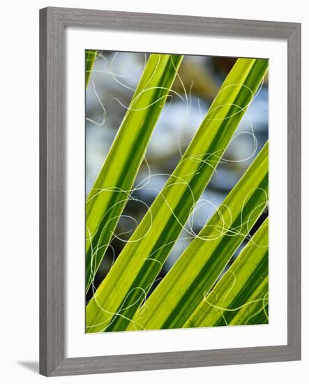 Palm Fronds, Andreas Canyon, Palm Springs, California, United States of America, North America-Michael DeFreitas-Framed Photographic Print